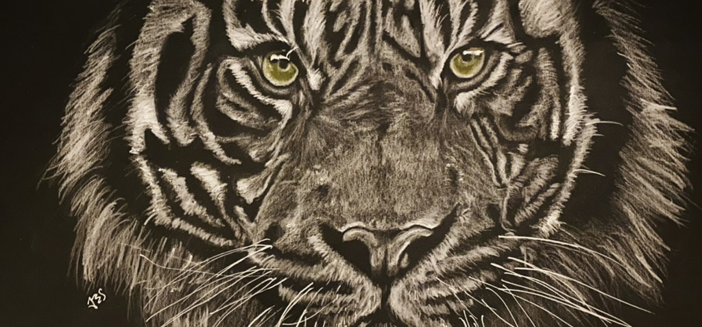 tiger drawn with white pencil on black paper